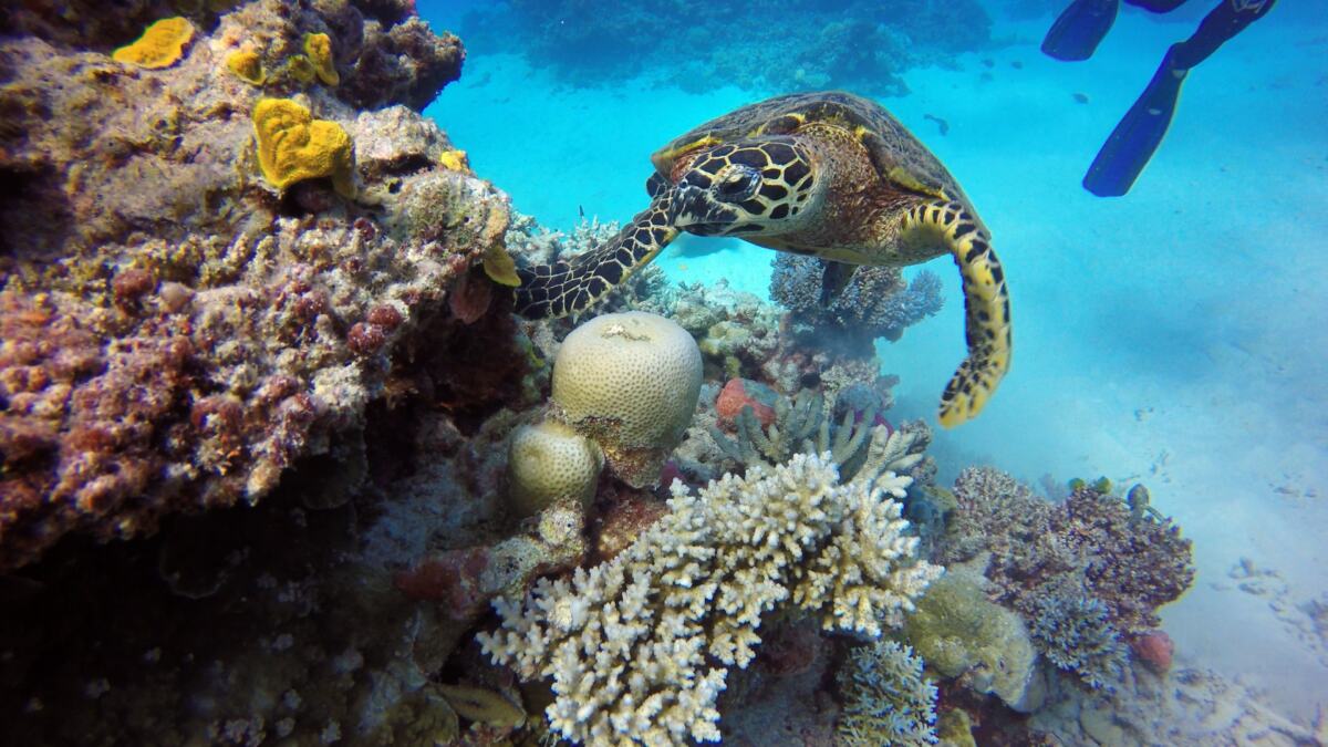 Great Barrier Reef holiday