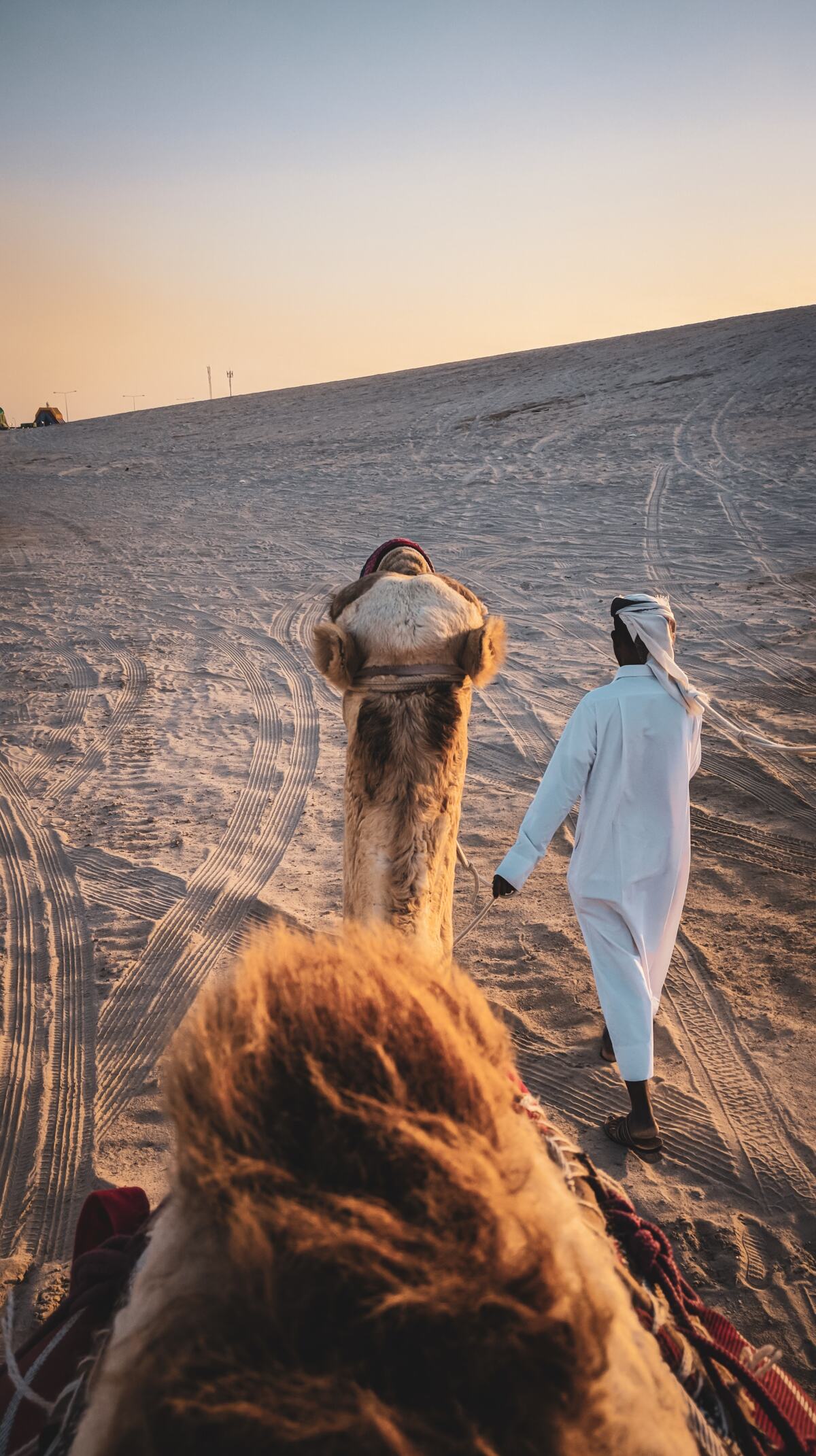 Ride a camel on your Qatar stopover